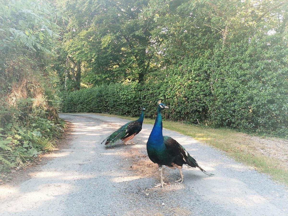 Greenways Valley Holiday Park Great Torrington Εξωτερικό φωτογραφία
