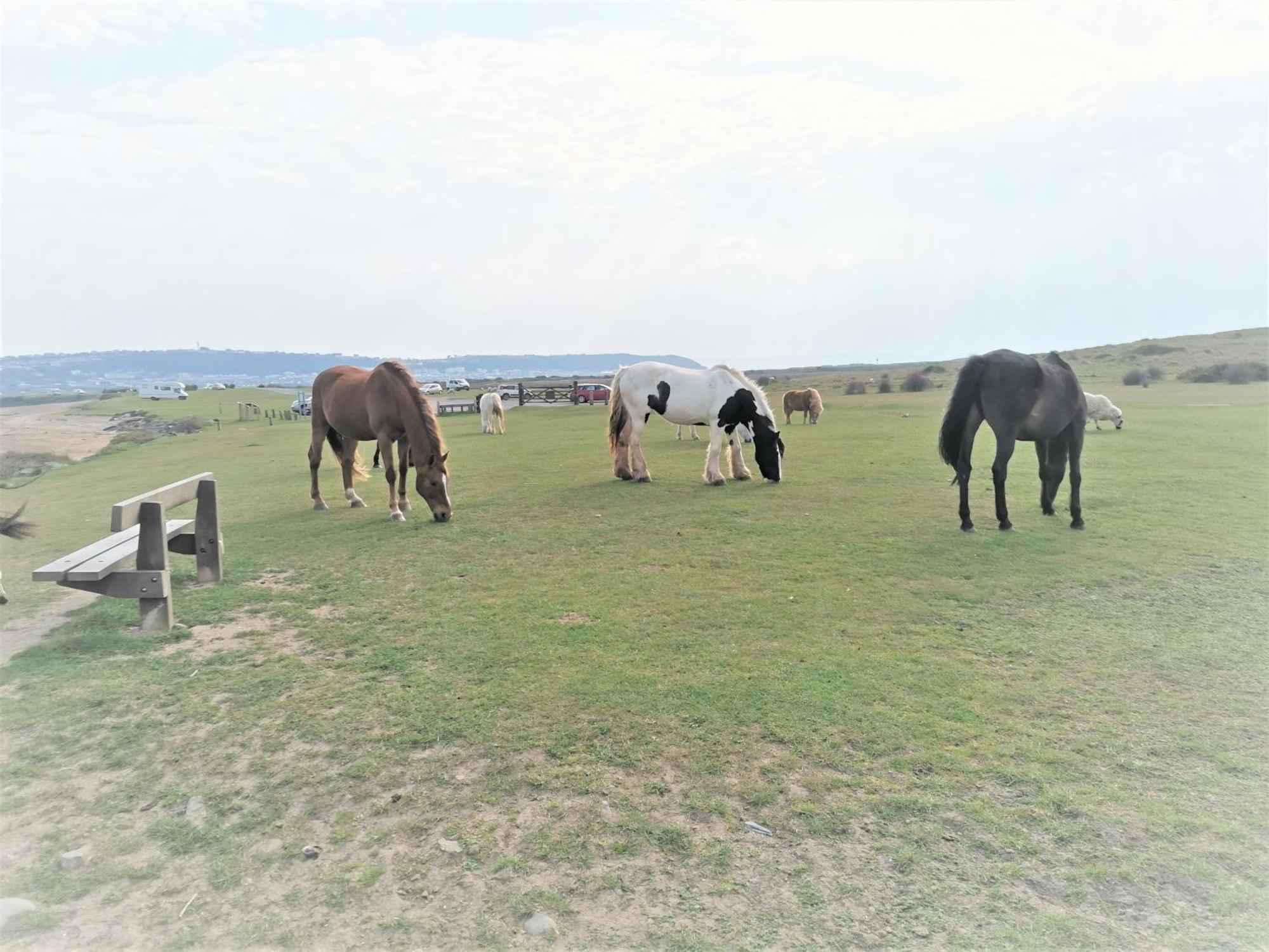 Greenways Valley Holiday Park Great Torrington Εξωτερικό φωτογραφία